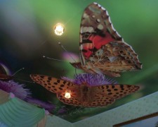 Напечатанное изображение бабочки